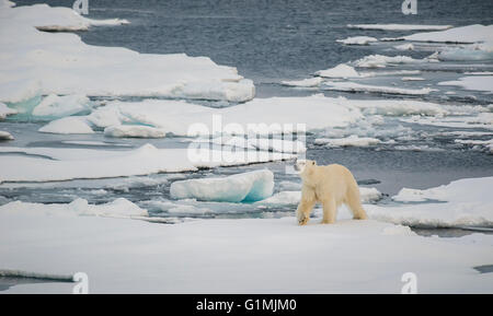 El oso polar, el Ursus maritimus, patrullando los témpanos de hielo en el Mar Ártico, en Svalbard.