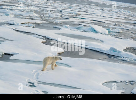El oso polar, el Ursus maritimus, patrullando los témpanos de hielo en el Mar Ártico, en Svalbard.