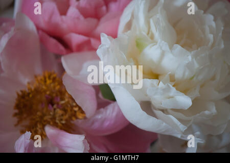 Detalle de color rosa y blanco peonías capturado en una luz suave Foto de stock
