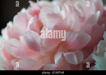 Detalle de una rosa peonía y sus pétalos al atardecer capturado en una luz suave Foto de stock