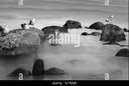 Las aves en las rocas - aves de pie sobre las rocas en el océano en blanco y negro Foto de stock