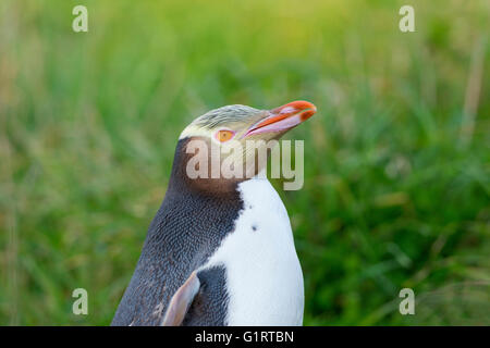 Y de los pingüinos de ojos amarillos (megadyptes antipodes) en hierba, Dunedin, Otago, Isla del Sur, Nueva Zelanda Foto de stock