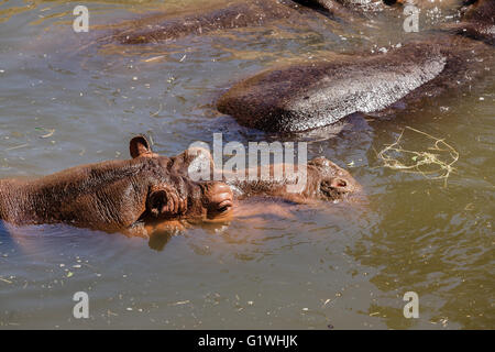 El hipopótamo común (Hippopotamus amphibius) o Hipona, es un gran mamífero herbívoro, principalmente en el África subsahariana, Foto de stock