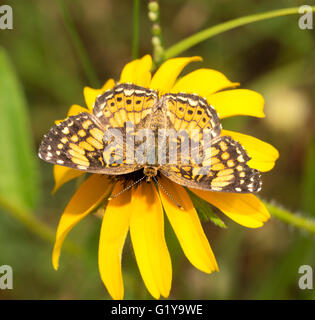 Gorgone Checkerspot butterfly alimentándose de un color amarillo brillante black-eyed Susan flor en verano Foto de stock