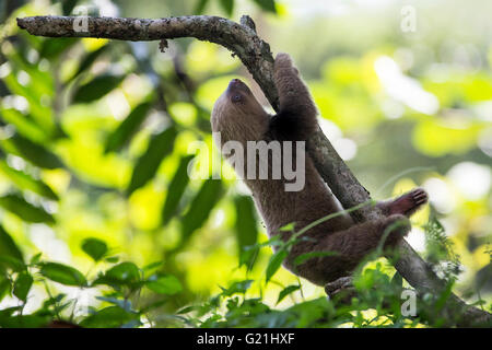 Dos de Hoffmann, Pereza (Choloepus hoffmanni vetado), Sloth Santuario, cerca de Limon, Costa Rica, Centroamérica Foto de stock