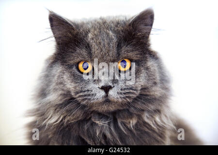 Lindo gato gris de pelo largo de llamativos ojos de color naranja mirando directamente a la cámara Foto de stock