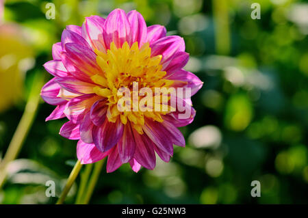 Gartendahlie (Dahlia), variedad de Boogie Woogie, rosa-flor amarilla, Renania del Norte-Westfalia, Alemania Foto de stock