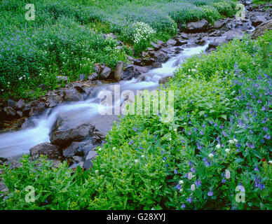 Ee.Uu., Colorado, Uncompahgre National Forest, Montañas San Juan, flores silvestres florecen a lo largo de Sneffels Creek en el Yankee Boy Basin. Foto de stock