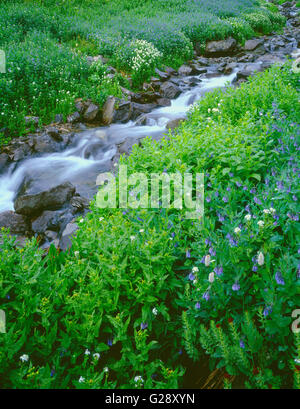 Ee.Uu., Colorado, Uncompahgre National Forest, Montañas San Juan, flores silvestres florecen a lo largo de Sneffels Creek en el Yankee Boy Basin. Foto de stock