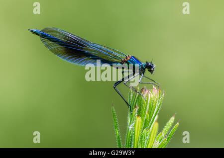 Bandas (demoiselle Calopteryx splendens) masculino. Damselfly con banda oscura en el centro de las alas y cuerpo verde-azul metalizado