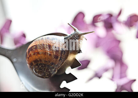 Caracoles comestibles Cornu aspersum arrastrándose en horquilla
