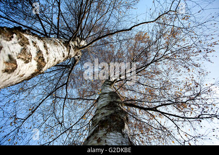 Einem sonnigen Birke un Tag im Herbst vor Himmel blauem Foto de stock