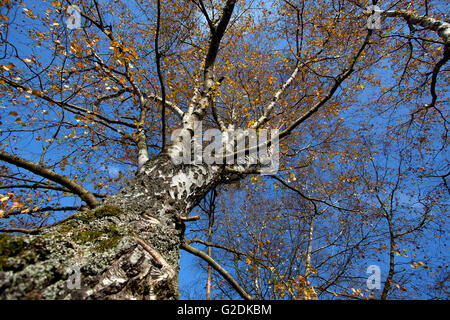 Einem sonnigen Birke un Tag im Herbst vor Himmel blauem Foto de stock