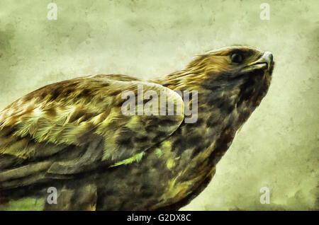 El Águila Real (Aquila chrysaetos) es uno de los más conocidos de aves  rapaces en el hemisferio norte. Como todas las águilas, belo Fotografía de  stock - Alamy