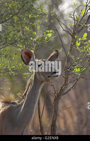 Mayor kudu Tragelaphus strepsiceros hembra navegando por el Parque Nacional Kruger Sudáfrica
