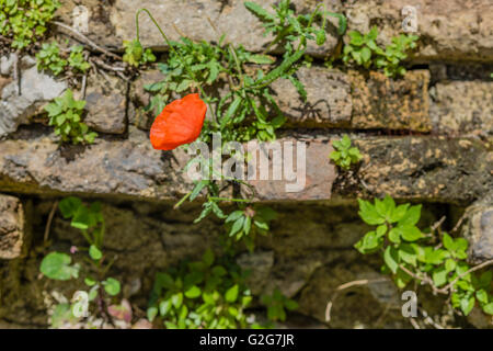 Amapola roja y verde de las plantas en la vieja pared de ladrillo timeworn Foto de stock