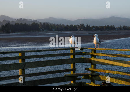 Gaviotas sentado en una valla con vistas Siletz Bay. Lincoln City, Oregon Foto de stock