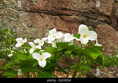 Gran flor blanca común o trillium Trillium grandiflorum Rousseau en Ontario, Canadá Foto de stock