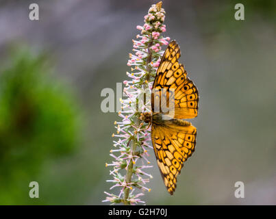 Un abigarrado Speyeria butterfly (Euptoieta claudia) alimentándose de flor silvestre. Texas Hill Country, EE.UU..