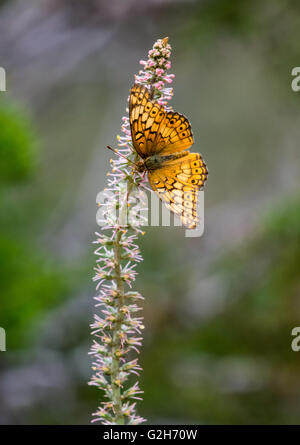 Un abigarrado Speyeria butterfly (Euptoieta claudia) alimentándose de flor silvestre. Texas Hill Country, EE.UU..