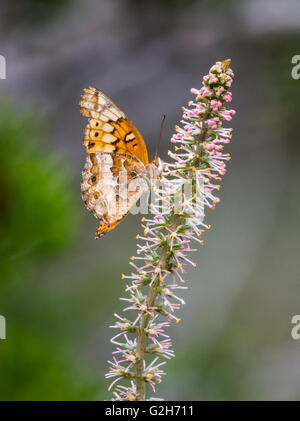 Un abigarrado Speyeria butterfly (Euptoieta claudia) alimentándose de flor silvestre. Texas Hill Country, EE.UU..
