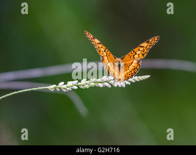Un abigarrado Speyeria butterfly (Euptoieta claudia) aterriza sobre un césped. Texas Hill Country, EE.UU..