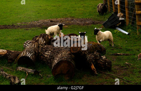 Adorable corderos Racing en todo juntos jugando y divirtiéndose de saltar sobre un tronco de árbol caído juguetón correr juntos en el sol Foto de stock