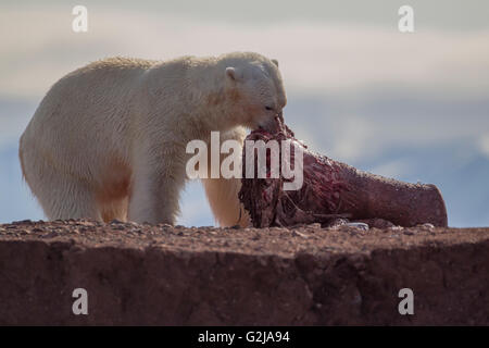 El oso polar, el Ursus maritimus, comiendo un cadáver, Svalbard, Noruega