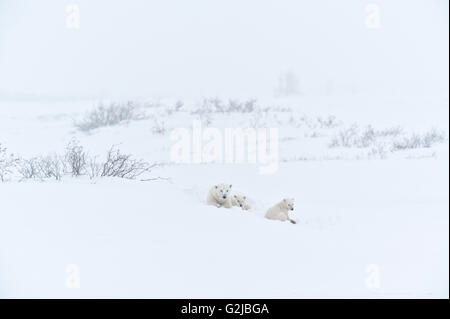 Oso Polar siembre y dos oseznos Ursus maritimus en la tundra congelada de Churchill, Manitoba, Canadá