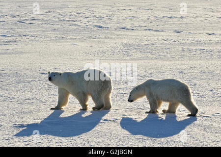 Los osos polares Ursus maritimus en la tundra congelada, Churchill, Manitoba, Canadá