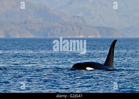 Transitoria de las orcas (Orcinus orca orca T30's & T137's) después de matar a un león marino off Malcolm Isla cerca de Donegal jefe Foto de stock