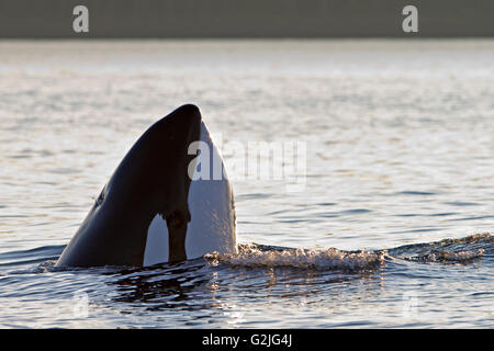 Transitoria de las orcas (Orcinus orca orca T30's & T137's) después de matar a un león marino off Malcolm Isla cerca de Donegal jefe Foto de stock
