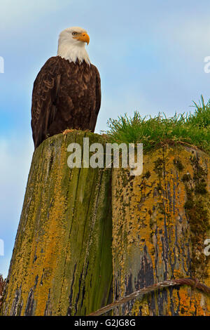 El águila calva sentada sobre pilotes de un muelle de madera antigua entrada Knight Great Bear Rainforest en el territorio continental de Columbia Británica en Canadá. Foto de stock