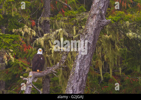 El águila calva sentado sobre un árbol viejo a lo largo de la Great Bear Rainforest, British Columbia, Canadá Foto de stock