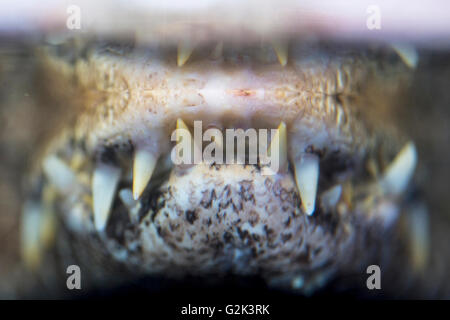 Vista de primer plano de los dientes de una amenazadora babas, Caiman crocodilus