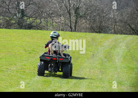 Joven y su pequeño perro terrier fronterizo en un quad en un campo en la campiña inglesa Foto de stock