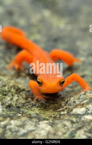 Macro cierre rojo manchado newt en su hábitat del bosque Foto de stock