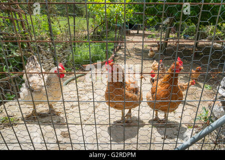 Pollos domésticos en un recinto cercado. Foto de stock