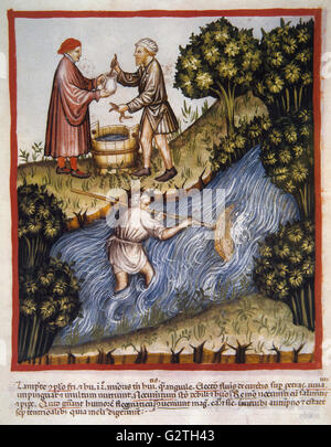 Tacuinum Sanitatis. Siglo 14. Manual medieval de salud. Lampreas. El folio 84r. Foto de stock