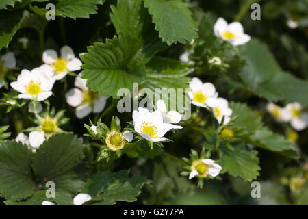 Fragaria × ananassa. Fresa de 'Alicia' flores.