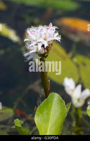 Tallo emergente y el follaje de la marginal aquatic bog bean, Menyanthes trifoliata Foto de stock
