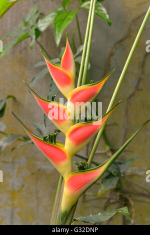 Closeup rojo y amarillo Heliconia wagneriana flor Foto de stock