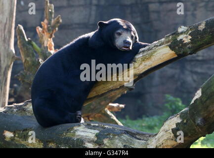 Sol del sudeste asiático oso o miel de oso (Helarctos malayanus) tomando una siesta, descansando sobre un tocón de árbol Foto de stock