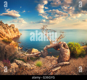 Colorido paisaje con viejos árboles, montañas, cielo nublado y el mar azul. Mañana soleada en Crimea. Hermoso colorido paisaje en s