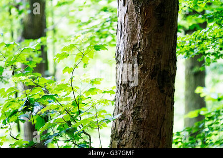 Cerca de un árbol sicómoro en un bosque en el Parque Valle, Bewsey Sankey, Warrington, Cheshire, Inglaterra Foto de stock