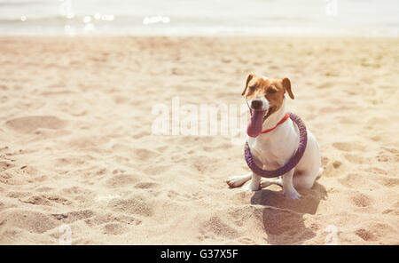 Poco Jack Russell cachorro jugando con extractor violeta toy en la playa. Lindo perro doméstico pequeño, buen amigo de la familia y niños. Amable y juguetón de raza canina Foto de stock