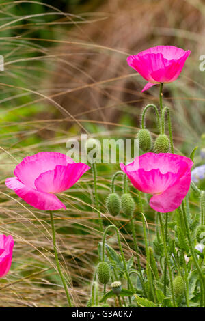 Flores de color rosa de la plántula la amapola, Papaver rhoeas Shirley variedades