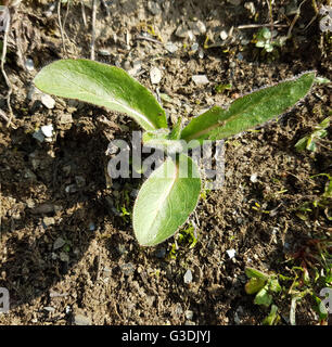Habichtskraut, Hieracium; Jungpflanze Foto de stock