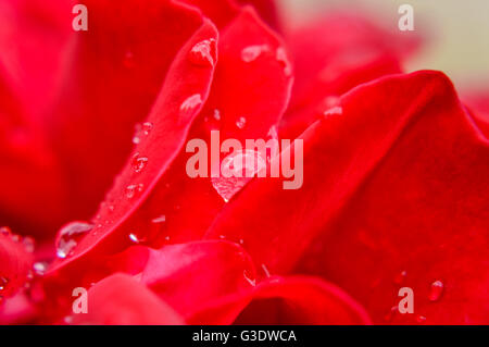 Las gotas de lluvia sobre sedosos pétalos de rosa roja macro