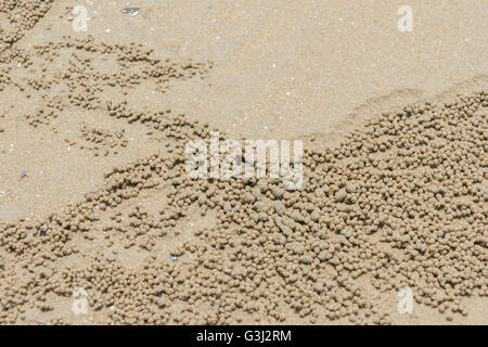 Primer plano de arena en la playa cangrejo burbuja Foto de stock